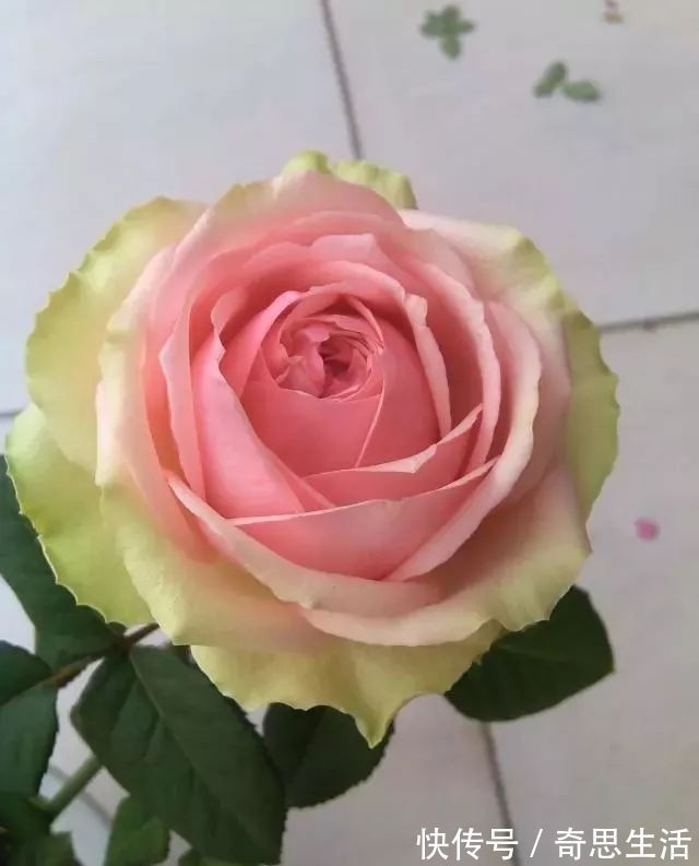 此花漂亮似玫瑰，好养如绿萝，花色奇特花朵大，四季开花价格低！