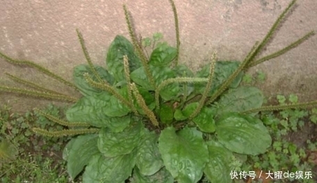 佛手瓜|這三種野菜,含有豐富的氨基酸,能起到健腦益智和活躍思維的作用