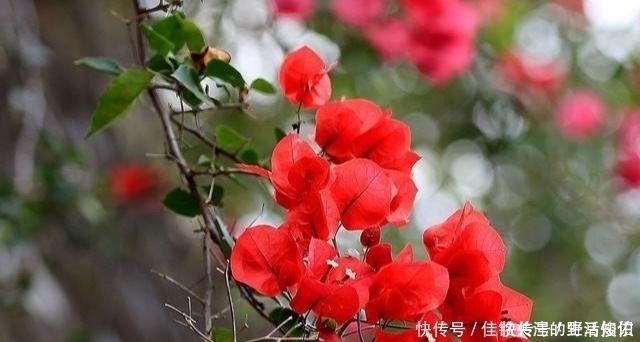 三角梅有“三怕”,避开安全度夏,冒新芽齐开花,养成盆景小老桩