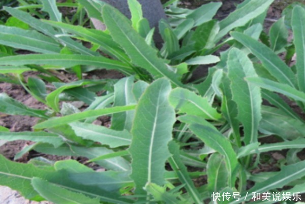 农村不起眼的三种野草泡水喝,清热降火排肝毒,就看你能不能找到