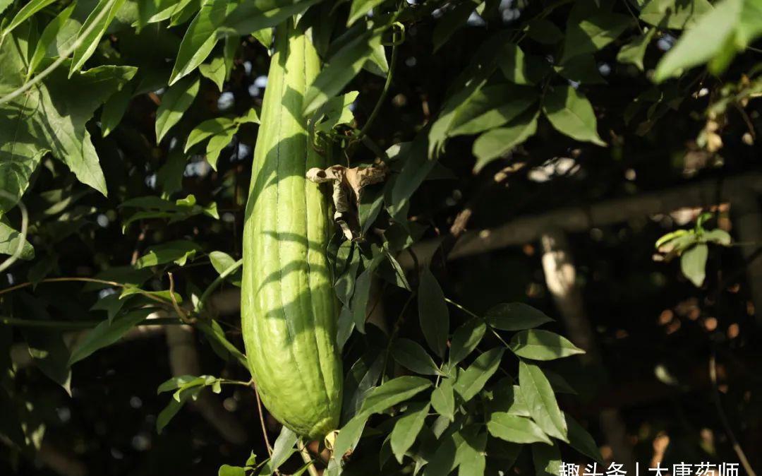 阴两虚|处暑后15天，提升体质黄金期！1个方子，把夏天亏空的气血补回来