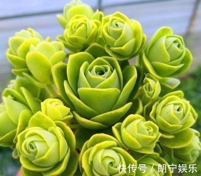 5款“玫瑰系”多肉,不仅颜值高,且好养活,新人也适合