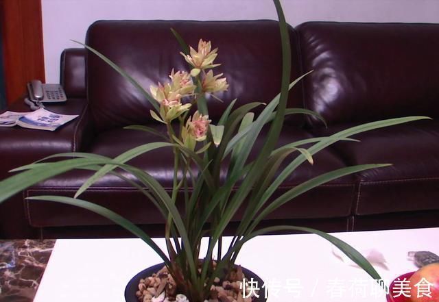 能开三季的兰花就是这种,开花优雅有香气,不娇气好养