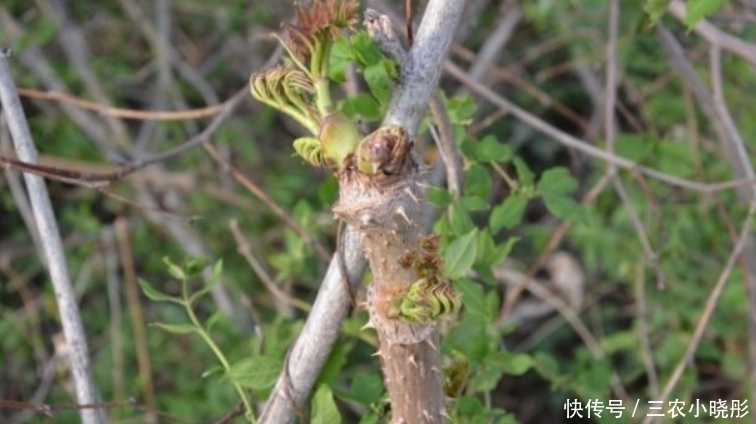 刺老芽|乡下一种新出刺芽，价值珍贵，人称刺人参，营养价值丰富