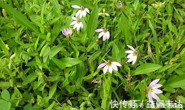 野草|田边的一种野草,你若见到别破坏,价值珍贵的很,50元一斤