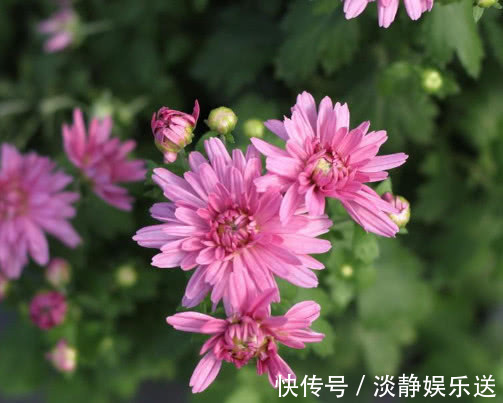 施肥|夏菊怎么养开花多教你3个小妙招，养出花朵鲜艳满枝头的夏菊