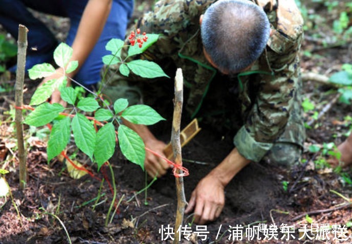 阮葵生！中国人荒唐的人参迷信与胡萝卜成分相近，为何还信了几千年