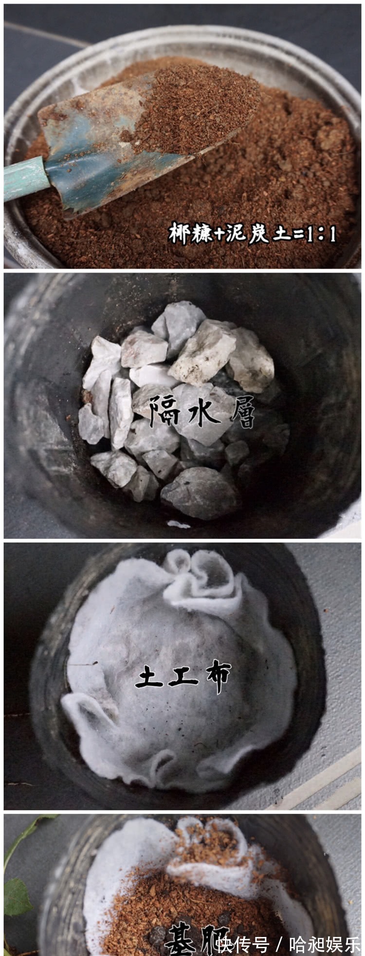 养月季,协调好3地方,月季越长越旺盛,一年四季花开不断!