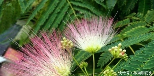 闺怨!白居易李商隐陆游,合欢花诗各一首,看看他们诗作之间深沉的关联