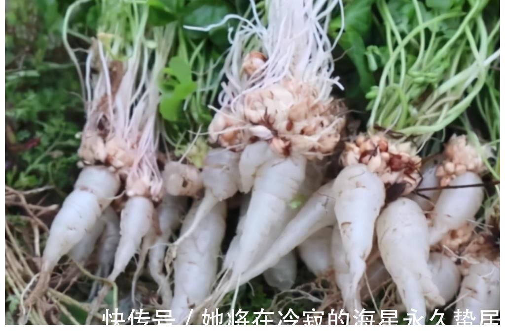 三叶酸草|很多人只吃叶子,不知底下藏着“水晶萝卜”,价值很珍贵,莫忽视