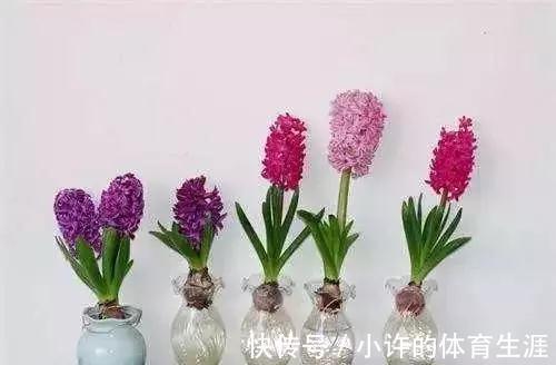 水培瓶|水培瓶里放点它,花卉植物不烂根不黄叶,半个月就能生根长爆盆