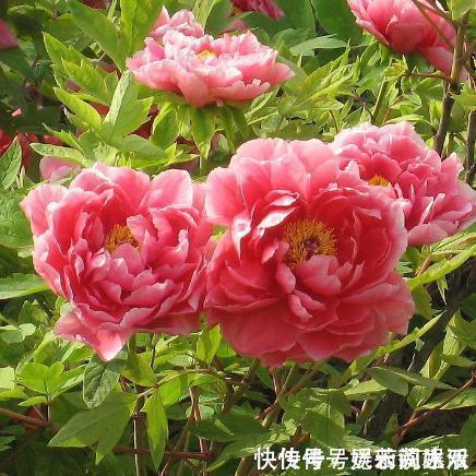 牡丹花|这种花在农村到处都是,却是有钱人最爱养的盆栽,不仅招财还养人