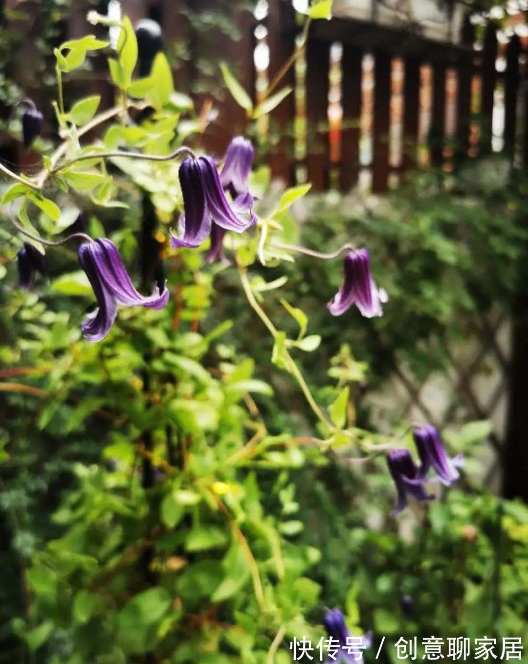 花园三宝|出了名的“花园三宝”,能养好的,绝对是高手