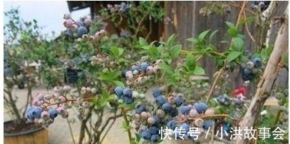 我在阳台用花盆种了这八种果树后,一年到头都没买水果!