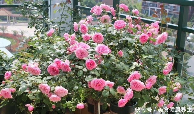 偷偷告诉你,高手养花必备“4个技巧”,养啥花都能“枝粗叶绿”!