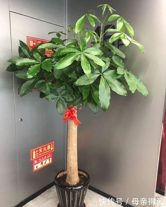 客厅|客厅见树,十家九富,6种富贵树,随便养一盆,子孙一直富