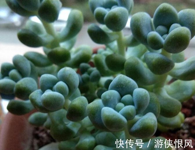 植株|多肉僵苗具体原因是什么