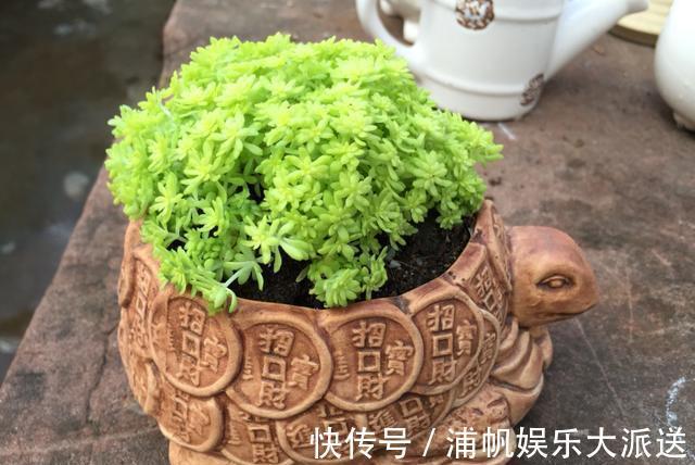 多肉“黄金万年草”，教你爆盆“小技巧”，30天长成“草坪”