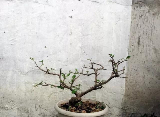 扦插|三角梅的养护大全摘光叶子，少浇水，使劲晒，开花爆满盆