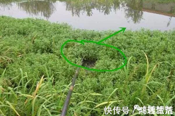 水质|钓鱼不钓草,完全瞎胡跑找个草窝就开钓,那离“扑空”不远了