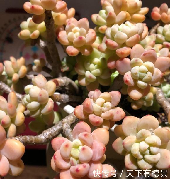 多肉|什么才是好多肉?价格贵就是好多肉吗?并不是,状态好才是真好