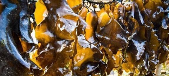 控制血糖|蔬菜界天然“胰岛素”,没事多吃一点,血糖不升而降,告别糖尿病