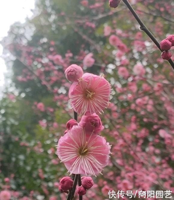 经验|养花人，都应具备的10大“经验”，赶紧学学，春天养花更省心