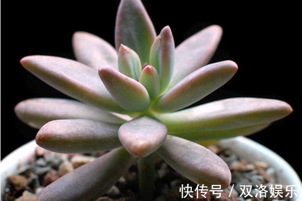 多肉秋丽怎么养护更漂亮以下3个方面多注意，秋丽美观长势好