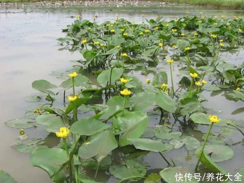 野花|稀奇的野花不要碰，保护都来不及，采了要出大问题