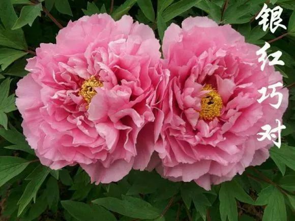 喜欢牡丹花，却一不小心买到芍药！附牡丹花品种图鉴大全