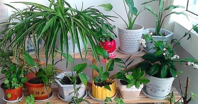 小花匠养花不死问了才知道,他只用“1种土”,难怪花都长爆了