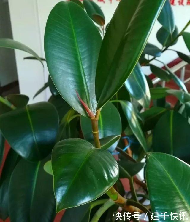 家里养6种花，把水浇得勤快了，容易烂根、黄叶，需要当心