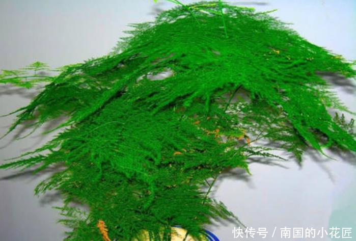 绿萝|6种花冬季不要晒太阳,它喜荫怕晒,卧室卫生间这些地方最合适!