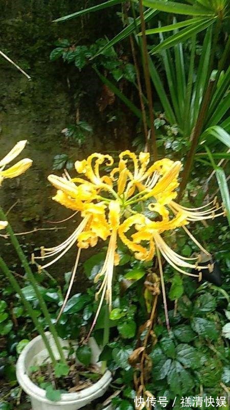 这花名字独特，秋天赏完金黄大花，满地的种子任你捡！