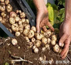 盆栽|发芽的土豆有毒不敢吃,养成盆栽1颗变10颗,老人特别喜欢