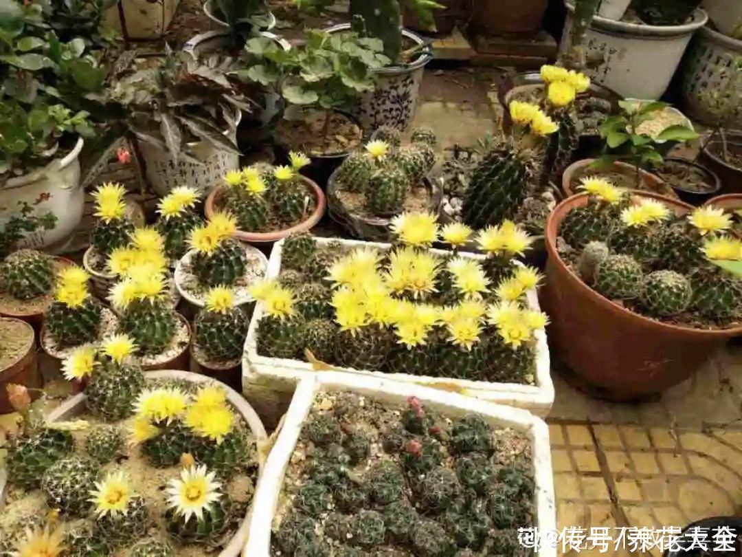 10种花要控水,天热反而不能浇,一浇水就死