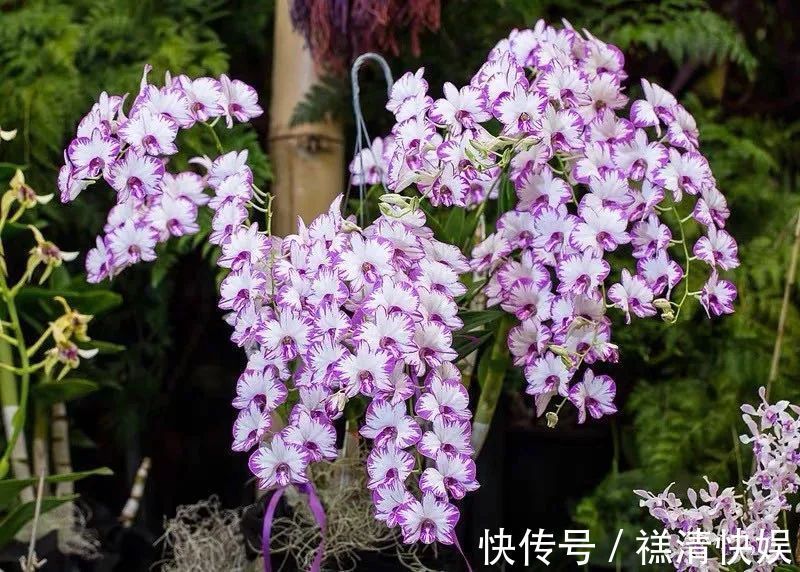 人养花、花也养人,一花治一病,这八种“健康花”,你家养了几种