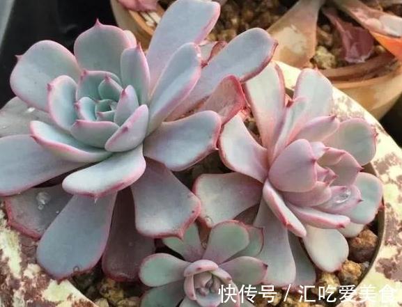 多肉劳伦斯怎么养护,做到5个方法,叶色才会更美更艳丽