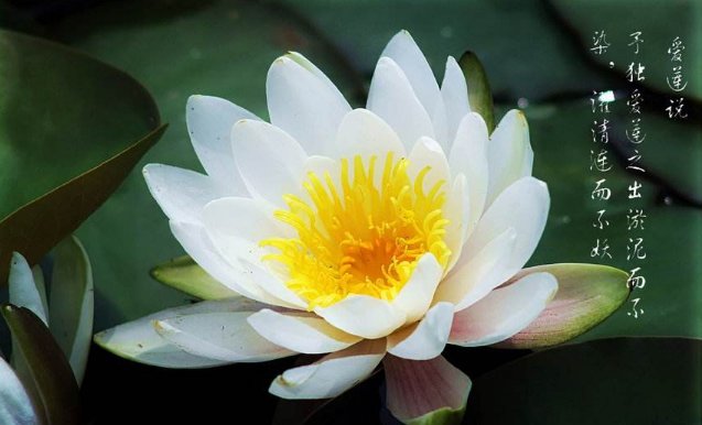 荷花和莲花不是同一品种？学会几个小技巧轻松辨别，涨知识