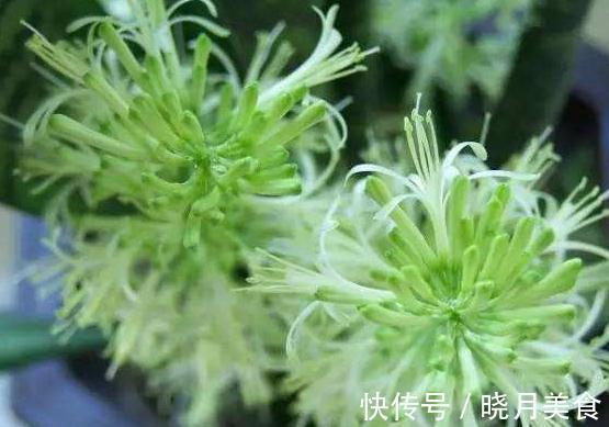 秋养虎皮兰,做好3个关键点,虎皮兰也能开花