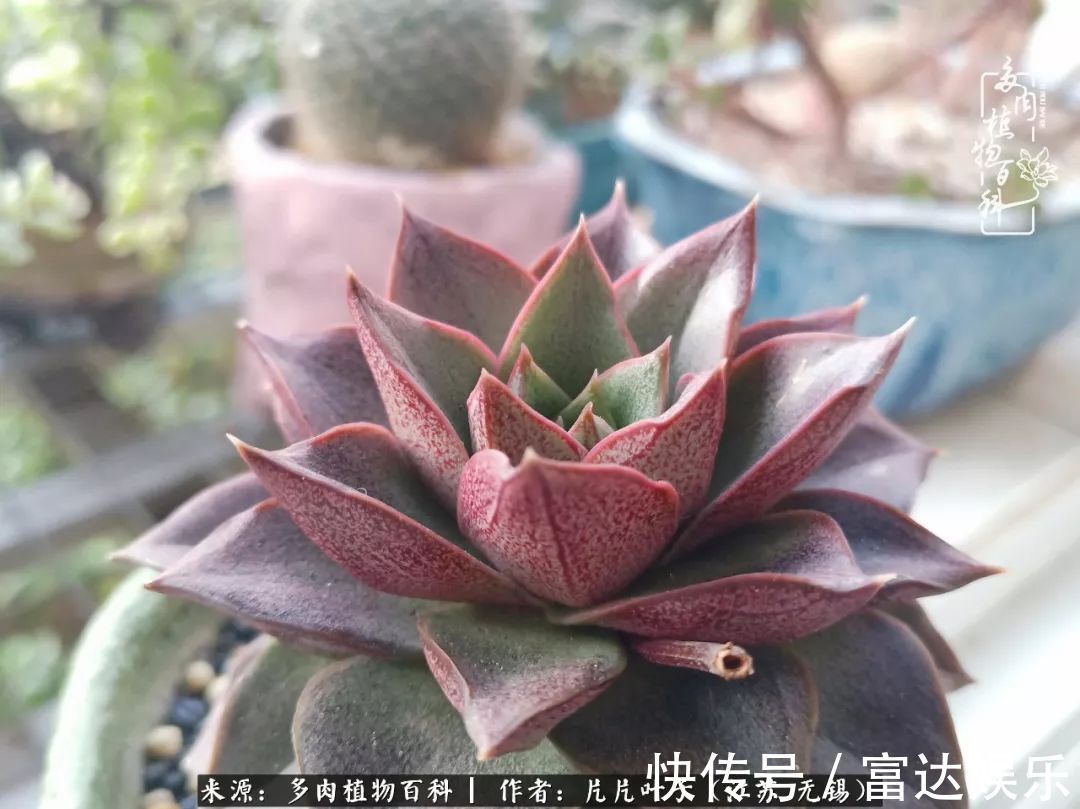 养肉路上，累并快乐着！时光不语，静待花开！