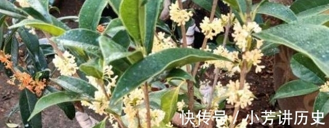 桂花|桂花怎样繁殖快?“扦插”最靠谱,教你扦插小技巧
