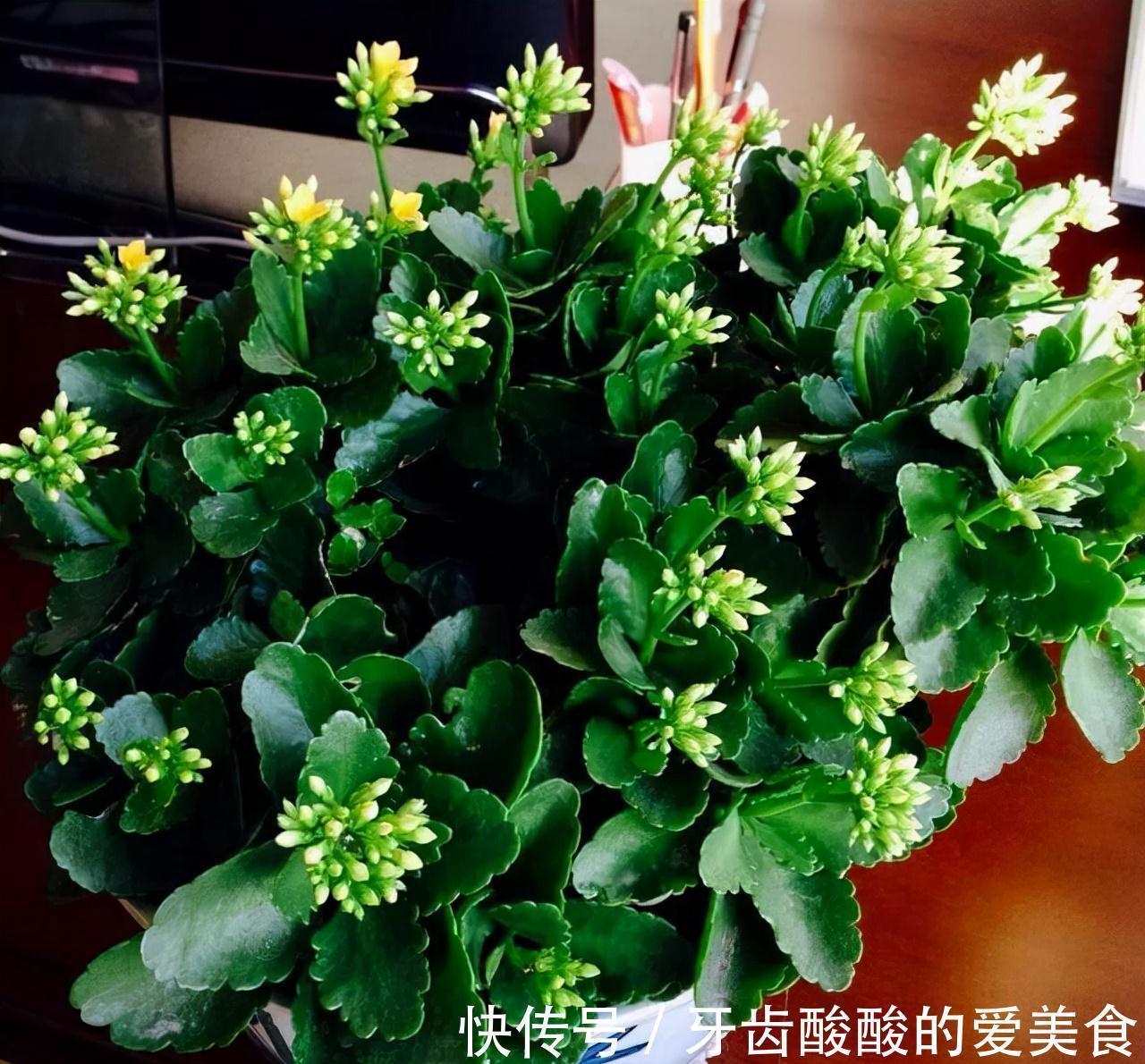 老桩|五种“大老桩”却要小盆养，用对盆，少管多晒更利于生长