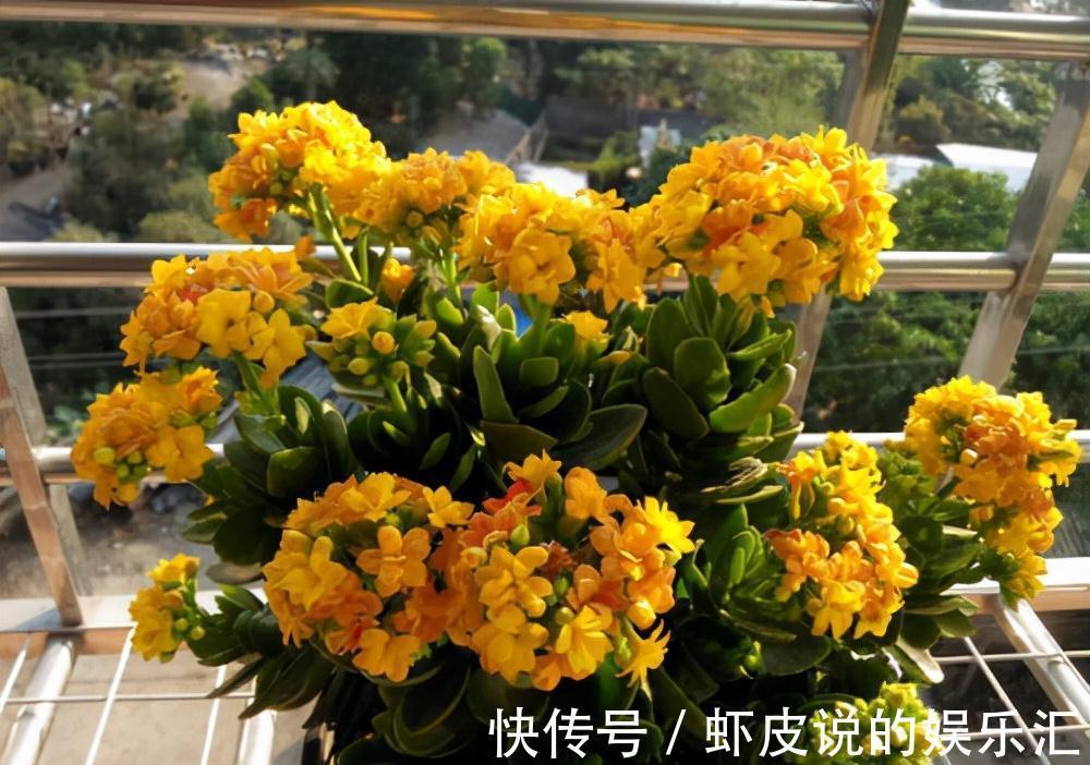 植物|7种“懒人花”,漂亮又好养,客厅养一盆,大气吉祥,养人又旺家