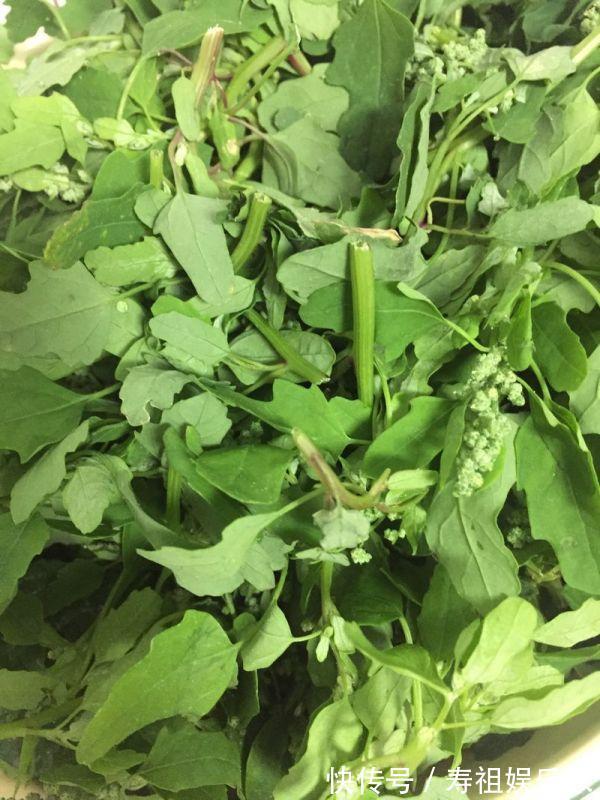 牛奶|一菜比牛奶强,不花一分钱,补钙质,个头长得快,肠道越来越干净