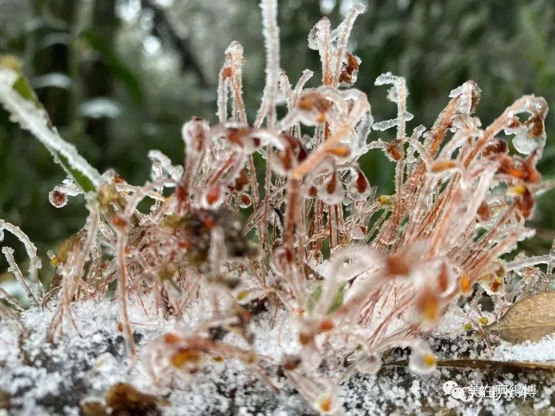 记忆 ｜寒潮再次来袭，还记得前几天的雪吗？