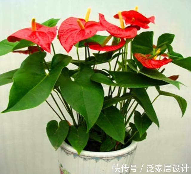 谁说红掌不好养,我第一个不同意,记住养护要点,叶子油绿开满花