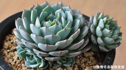 十年老花友|十年老花友的养花技巧:多肉有5怕,及时避免,才能养成肉墩子!