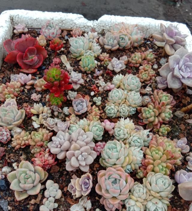 从小|养了5年多肉,从小白变成大神,这些经验送你了