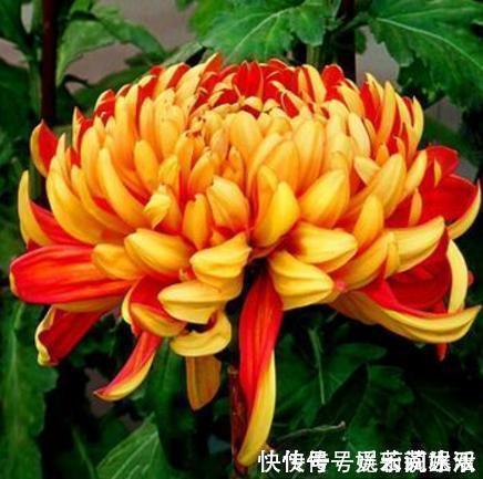 牡丹花|这种花在农村到处都是,却是有钱人最爱养的盆栽,不仅招财还养人